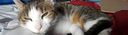 Cost to fly a dog. How Much Does It Cost To Ship A Cat Petrelocation