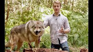 Can you adopt a wolf pup. How To Own A Pet Wolf 14 Steps With Pictures Wikihow