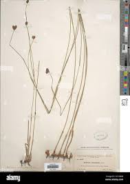 Image result for Fuirena abnormalis