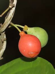 Image result for Salacia orientalis