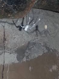 Check spelling or type a new query. Ask Me About Spiders This Is A White Spider I Found In My Basement