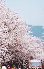 Cherry Blossoms Korea 2020 A Forecast Guide Where To Go Travel Destinations Asia Japan Korea Wallpaper South Korea Travel