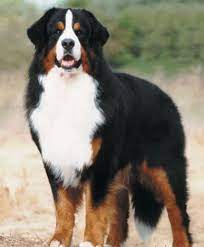yaklasik 8 yil yasayabilen bernese dag kopegi isvicre deki swiss daglarindan koken almistir 18 yuzyila dair cizimlerde be farm dogs dog breeds mountain dogs