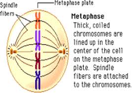What happens during metaphase?in this video, i would like to talk about the stage of mitosis called metaphase.mitosis consists of four stages and i always. Figure 1 From Automated Karyotyping Of Metaphase Chromosome Images Based On Texture Features Semantic Scholar