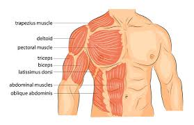 Human muscle system, the muscles of the human body that work the skeletal system, that are under voluntary control, and that the quadratus lumborum muscle in the lower back side bends the lumbar spine and aids in the inspiration of air through its stabilizing. 12 876 Best Upper Body Muscles Images Stock Photos Vectors Adobe Stock