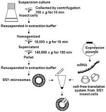Flow Chart For The Preparation Of Microsomes From Sf21