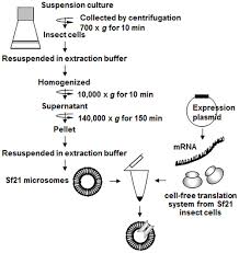 flow chart for the preparation of microsomes from sf21