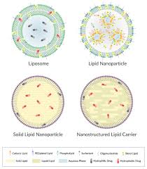 Image result for Lipid