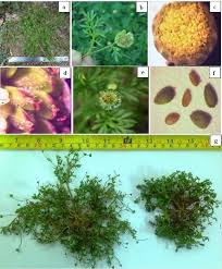 Image result for Cotula australis