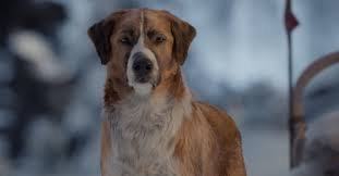 4 easy diys to spruce up your kitchen. Call Of The Wild Casts A Digital Star Is He A Good Dog The New York Times