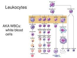 Lecture 17 Hematology