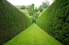Green giant is one of the highest quality evergreens available. Archives For April 2019 Thuja Green Giant