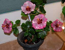 If you live in the southwestern part of the country, quita jackson, gardener and educator at greendesert.org, says that you can grow hibiscus all year long.if located in cold temperatures, she encourages that the plants be potted and moved inside for the winter months. Hidden Valley Hibiscus Wintering Tropical Hibiscus
