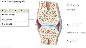 Synovial Joint Anatomy And Physiology Synovial Fluid