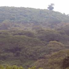 Image result for Leptonychia tokana