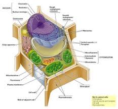 Maybe you would like to learn more about one of these? Plant Cell Cake 3 Steps With Pictures Instructables