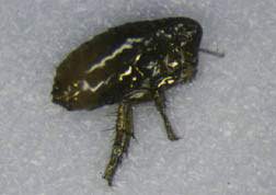 Are there fleas in colorado. Fleas And Plague 5 600 Extension
