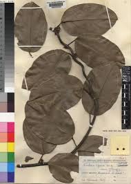 Image result for Triclisia