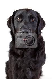 Because both parent breeds are highly intelligent and eager to please, your lab mix will pick up obedience training with ease. Labrador Retriever Mischling Schwarz Portrat Fototapete Fototapeten Golden Retriever Treu Lateralen Myloview De