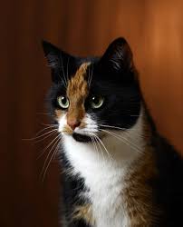 Black And White Tabby Cat Kitten Zoey1s Beautiful Cats Pretty Cats Cute Cats