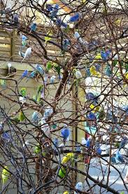 Pin Von Pam Wooldridge Auf Luciano Marques Sittich Niedliche Vogel Vogelvoliere