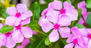 The other species commonly found is vinca major. Periwinkle Flower Care Growing Colorful Periwinkle Flowers And Plants