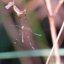 Phantom Crane Fly | wondermyway