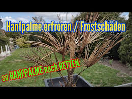The site was founded 11 years ago. Hanfpalme Frostschaden Hanfpalme Eingegangen So Konnt Ihr Die Hanfpalme Retten Youtube