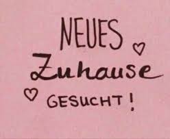 Die meisten von ihnen wurden ausgesetzt. Wir Suchen Ein Neues Zuhause In Hessen Friedberg Hessen Ebay Kleinanzeigen