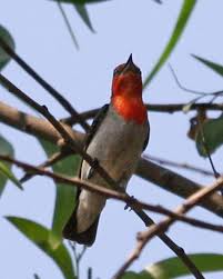 Salah satu jenis burung endemik yang ada di indonesia adalah burung cendrawasih, jenis burung yang satu ini. Bentuk Burung Prit Gantil Facebook Prit Gantil Lagu Mp3 Download From Mp3 Ssx Last Update Jan 2021 Go Fe Jo