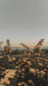 Callie Calliensmith Instagram Photos And Videos Yellow Flower Wallpaper Aesthetic Wallpapers Nature Wallpaper