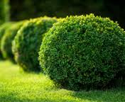 Check spelling or type a new query. Olathe Tree Service Tree Removal Olathe Ks