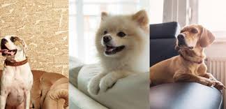 It's easy to clean and it's puncture resistant. 11 Best Leather Sofas For Dogs That Are Tough In 2021 Swankyden