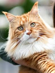 Maine Coon Cats | Large, Long-Haired Breed | Breed Info — Nova Pets Health  Center