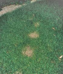 He named the first commercially available variety 'reveille'. How To Solve Pet Urine Damage On Your Turfgrass The Organic Way