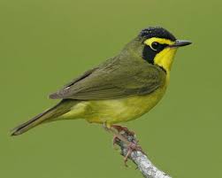 Identification Birds Of New Jersey Field Guide Kentucky Warbler Birds Mammals At Swim Two Birds