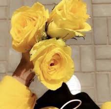 وكأنك مدينة ورد أصفر بعمق قلبي لاتذبل أبدا yellow aesthetic rose flowers