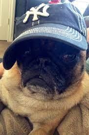 My Dog Bentley New York Yankees Fan Yankees Fan Yankees Ny Yankees