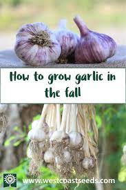 All About Garlic Growing Garlic Organic Vegetable Garden Growing Garlic From Cloves