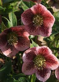 Lenten Rose Lenten Rose Amazing Flowers Flower Oasis