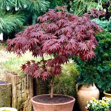 Vasta scelta di piante da interno a portata di click. Acero Giapponese Garnet Rosso Piante Da Balcone Idee Giardino Giapponese Piante Da Giardino