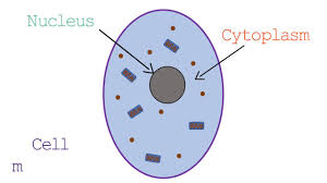Maybe you would like to learn more about one of these? Gcse Aqa Combined Science Trilogy 1 1 Plant Animal Cell Structure Youtube