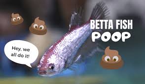 Betta Fish Poop Japanesefightingfish Org