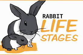 How To Care For Your Rabbit Through All Their Life Stages