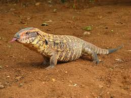 Salvator Tupinambis Tegu Species Reptifiles I was inspired by @kaijutegu and her grow tent idea.