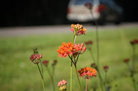 Image result for Landolphia lanceolata