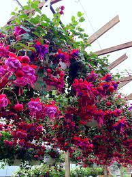 Check spelling or type a new query. Annuals Claussen S Florist Greenhouse And Perennial Farm