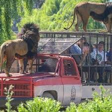 © reuters / fransisco carolio / antara foto. Parque Safari Rancagua Lo Que Se Debe Saber Antes De Viajar Tripadvisor