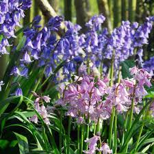 Allium Ampeloprasum Spanish Bluebells Bulb Flowers Flowers Perennials