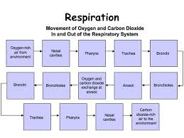 Flow Chart In Respiratory System Windows 10 Repair Install